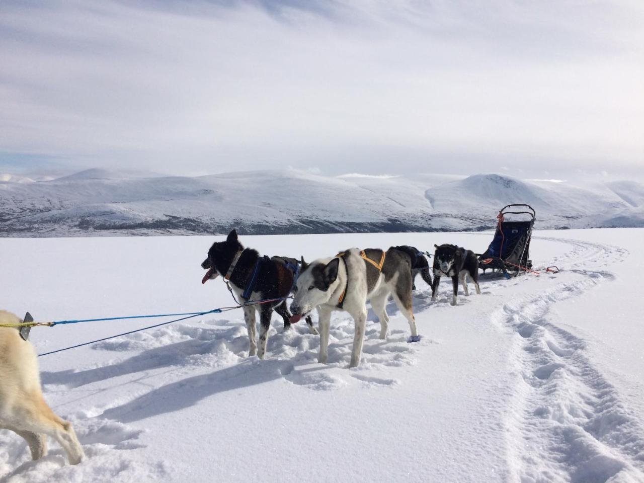 Jotunheimen Husky Lodge Randsverk Zewnętrze zdjęcie